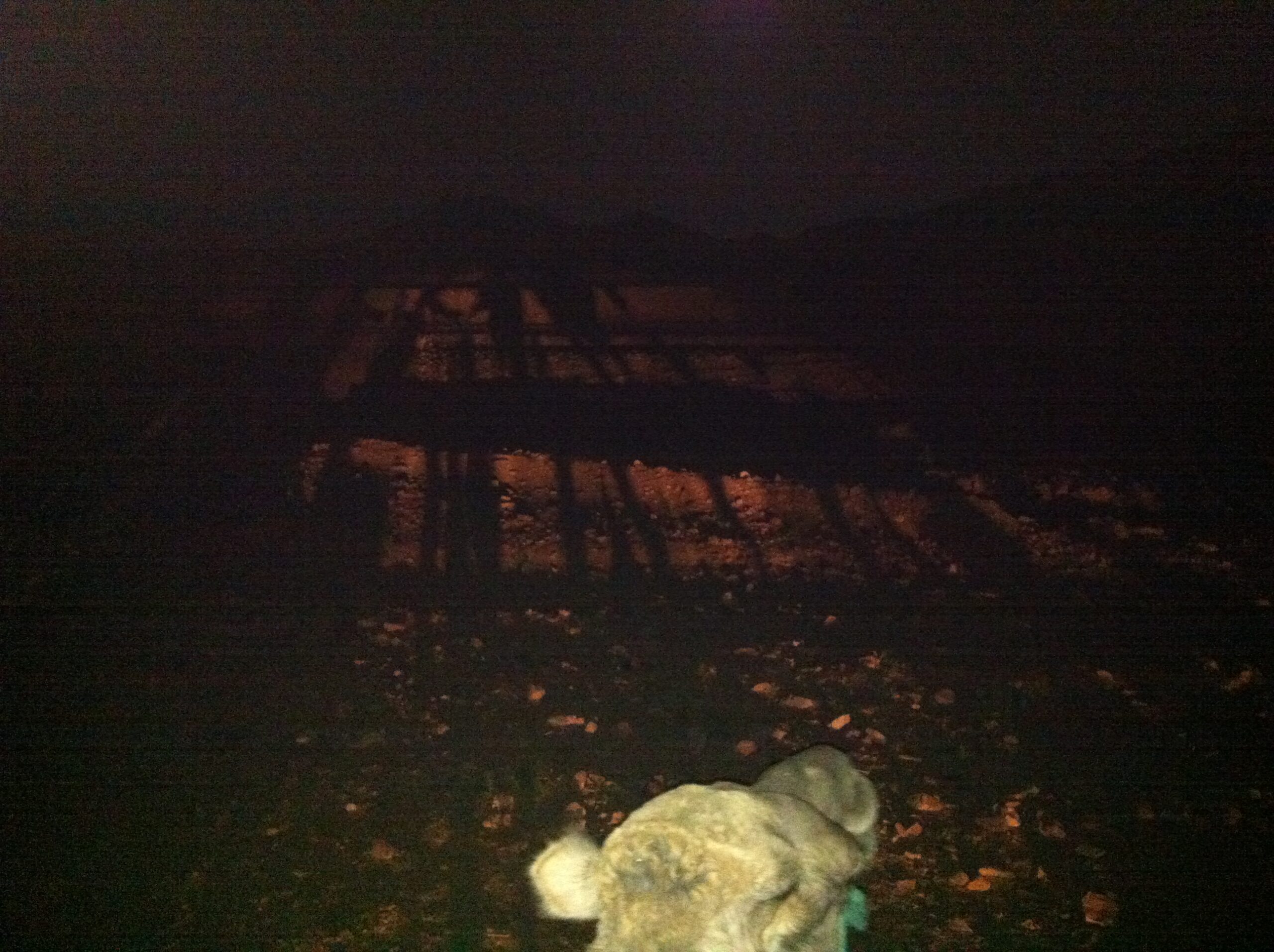 camel at night